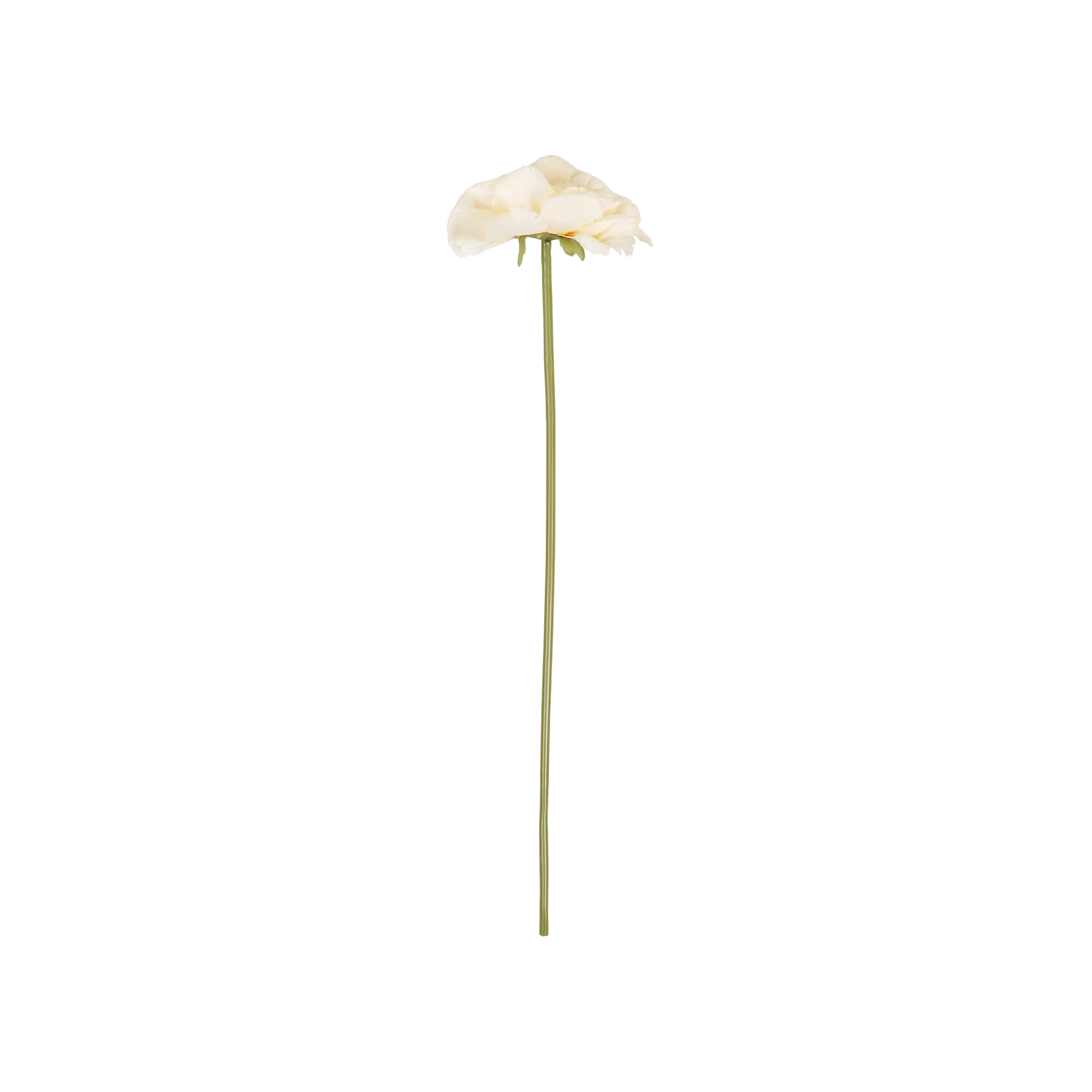 Peony Garden Stem